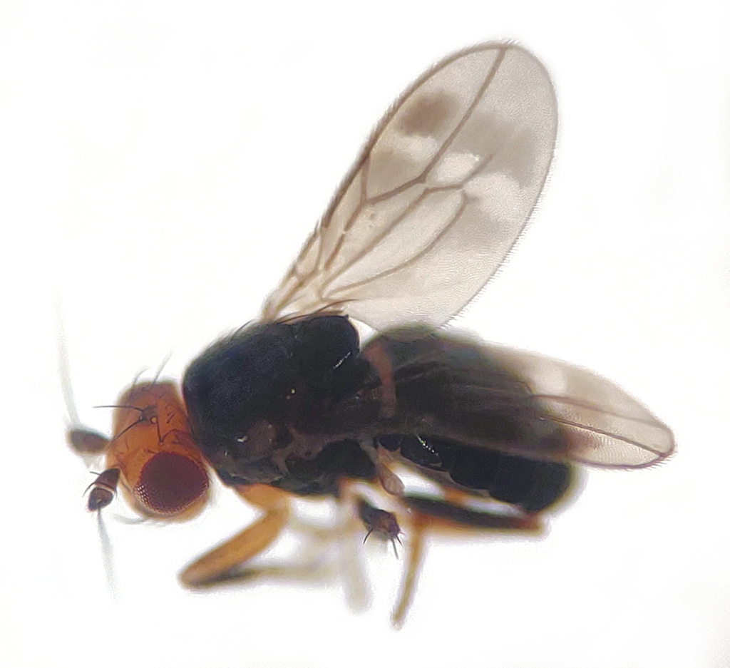 Pterogramma palliceps