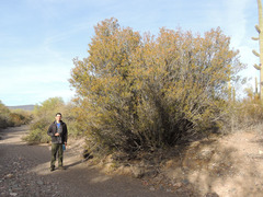 Pleradenophora bilocularis