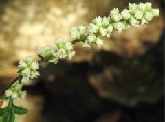 Artemisia lactiflora