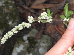 Artemisia lactiflora