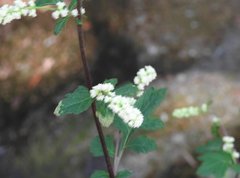 Artemisia lactiflora