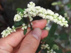 Artemisia lactiflora