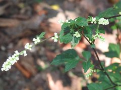 Artemisia lactiflora