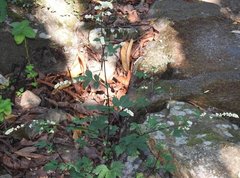 Artemisia lactiflora