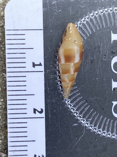 Mitrella menkeana observed 2025-10-30
