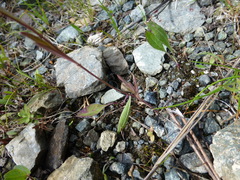 Erysimum marschallianum