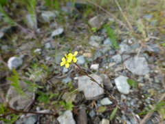 Erysimum marschallianum