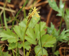 Carex longirostrata