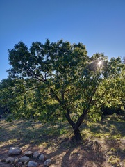 Quercus albocincta