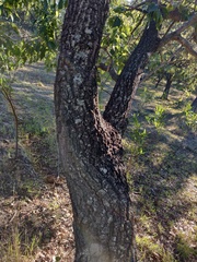 Quercus albocincta