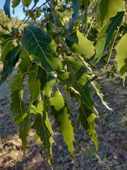 Quercus albocincta