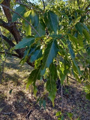 Quercus albocincta