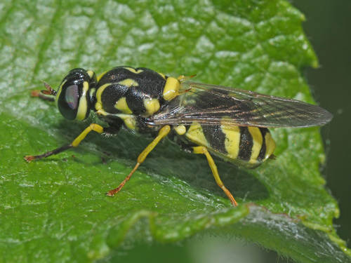 Oxycera meigenii · iNaturalist United Kingdom