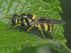 Oxycera meigenii