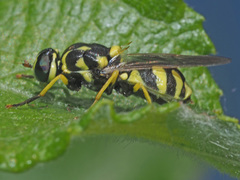 Oxycera meigenii