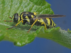 Oxycera meigenii