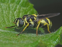 Oxycera meigenii