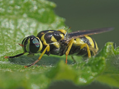 Oxycera meigenii