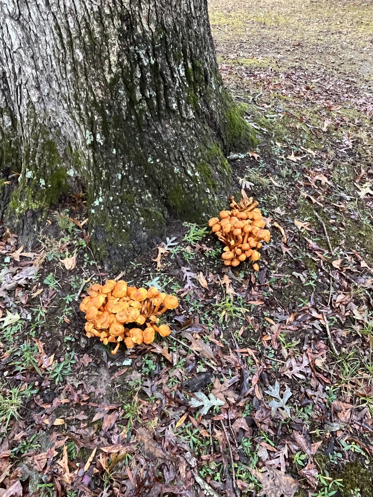 Omphalotus illudens