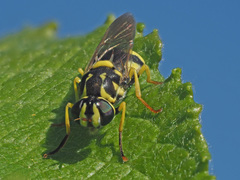 Oxycera meigenii