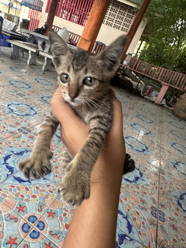 Domestic Cat