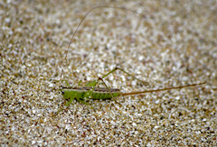 Conocephalus hastatus