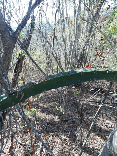 Acanthocereus tetragonus