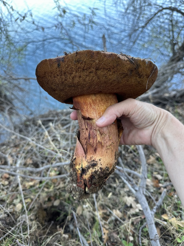 Suillellus amygdalinus · October 2025 · photo: © irinamitine (iNaturalist, cc-by)