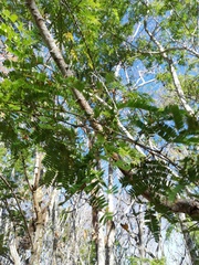 Piptadenia retusa