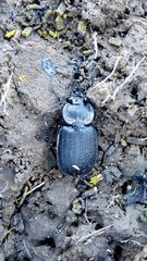 Licinus