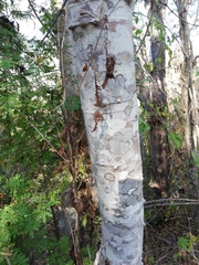 Piptadenia retusa