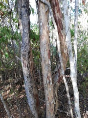 Calycophyllum candidissimum