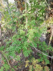 Piptadenia retusa