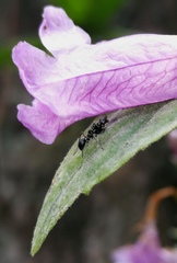 Odontomantis sinensis