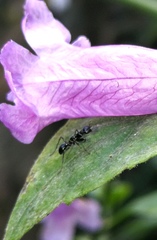 Odontomantis sinensis