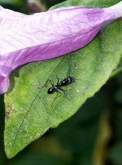 Odontomantis sinensis