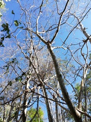 Cnidoscolus megacanthus