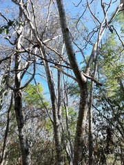 Cnidoscolus megacanthus