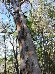 Terminalia buceras