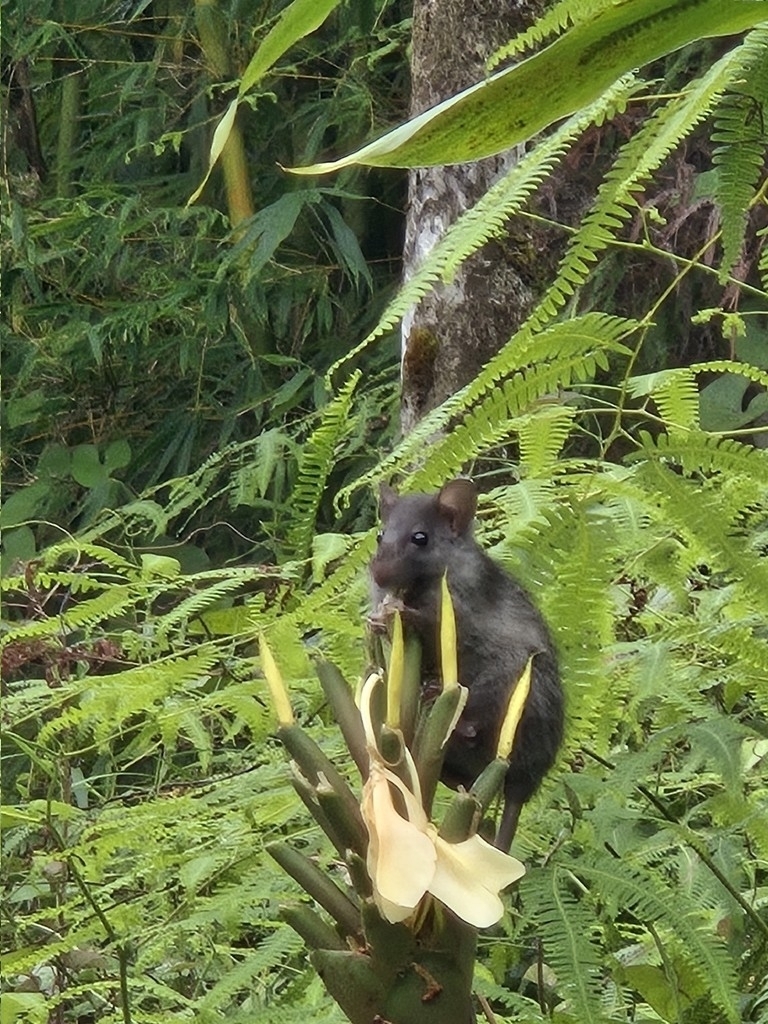 Puerto Rico Rats Black Rat from Mameyes II, Río Grande 00745, Puerto Rico on October 29 ...