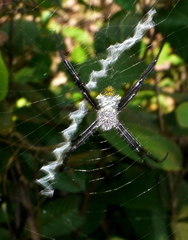 Argiope appensa