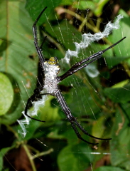 Argiope appensa