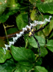Argiope appensa