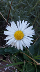 Bellis sylvestris