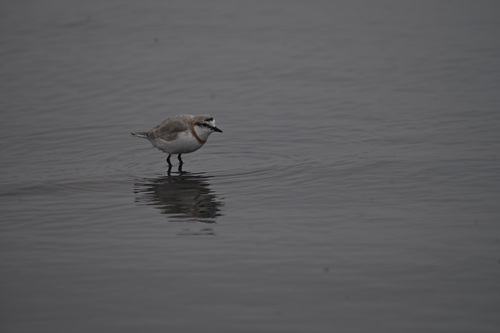 iNaturalist: (c) Leah Ramsay, some rights reserved (CC BY-NC), uploaded by Leah Ramsay iNaturalist image