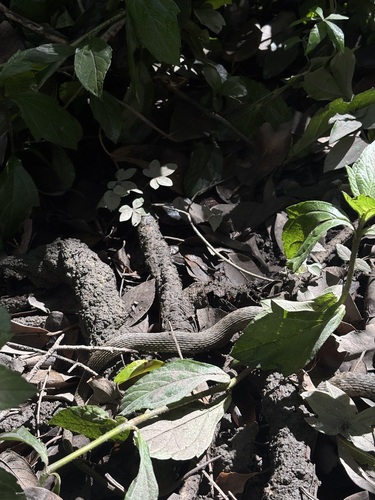 Common keelback sighting