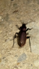 Carabus morbillosus