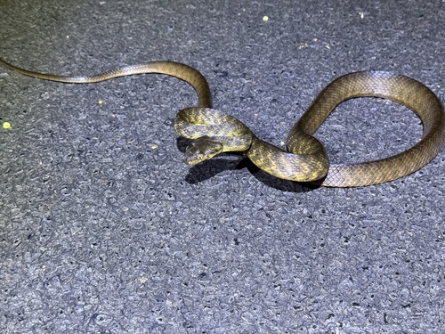 Brown Tree Snake sighting