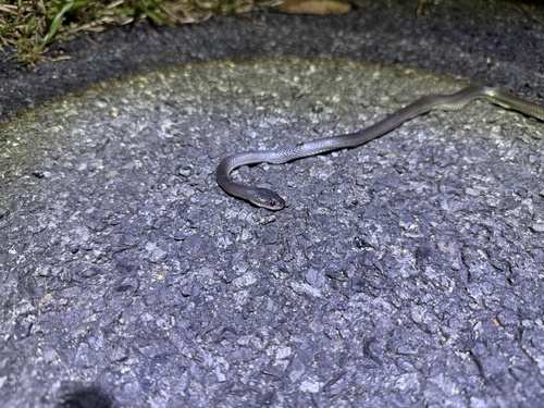 Slaty-grey snake sighting