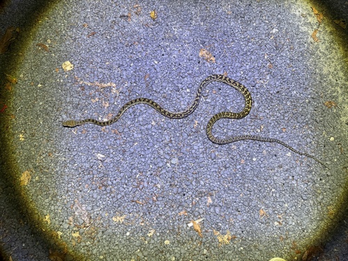 Australian Scrub Python sighting